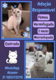 fofinha 