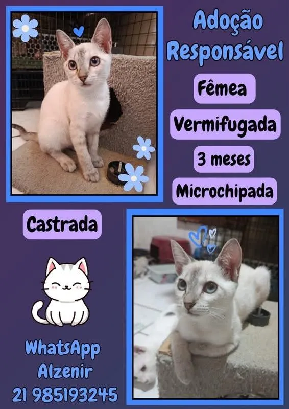 Gato raça SRD-ViraLata idade 2 a 6 meses nome fofinha 