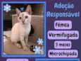fofinha 