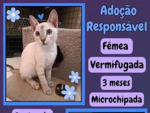 Gato raça SRD-ViraLata idade 2 a 6 meses nome fofinha 