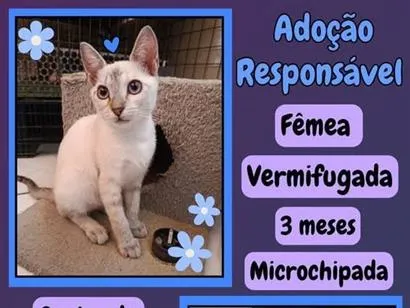 Gato raça SRD-ViraLata idade 2 a 6 meses nome fofinha 
