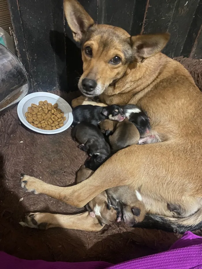Cachorro raça SRD-ViraLata idade Abaixo de 2 meses nome Filhotes