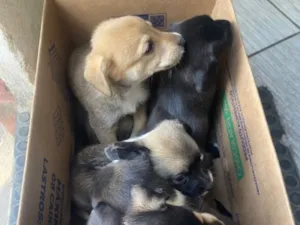 Cachorro raça SRD-ViraLata idade Abaixo de 2 meses nome Filhotes