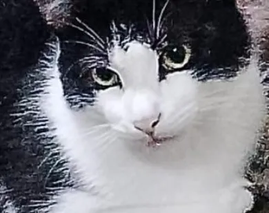 Gato raça SRD-ViraLata idade 7 a 11 meses nome Zeca (opcional) 