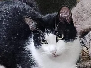 Gato raça SRD-ViraLata idade 7 a 11 meses nome Zeca (opcional) 