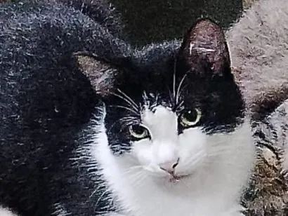 Gato raça SRD-ViraLata idade 7 a 11 meses nome Zeca (opcional) 