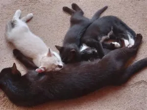 Gato raça SRD-ViraLata idade 2 a 6 meses nome Majin boo, Mady moseli e Pantera