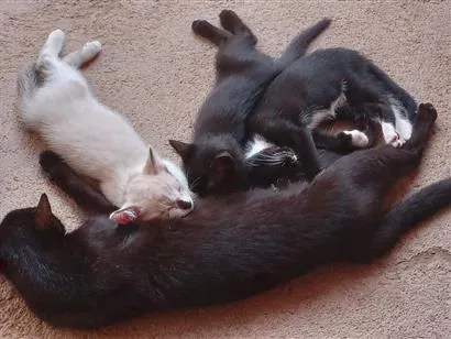 Gato raça SRD-ViraLata idade 2 a 6 meses nome Majin boo, cookie e Pantera