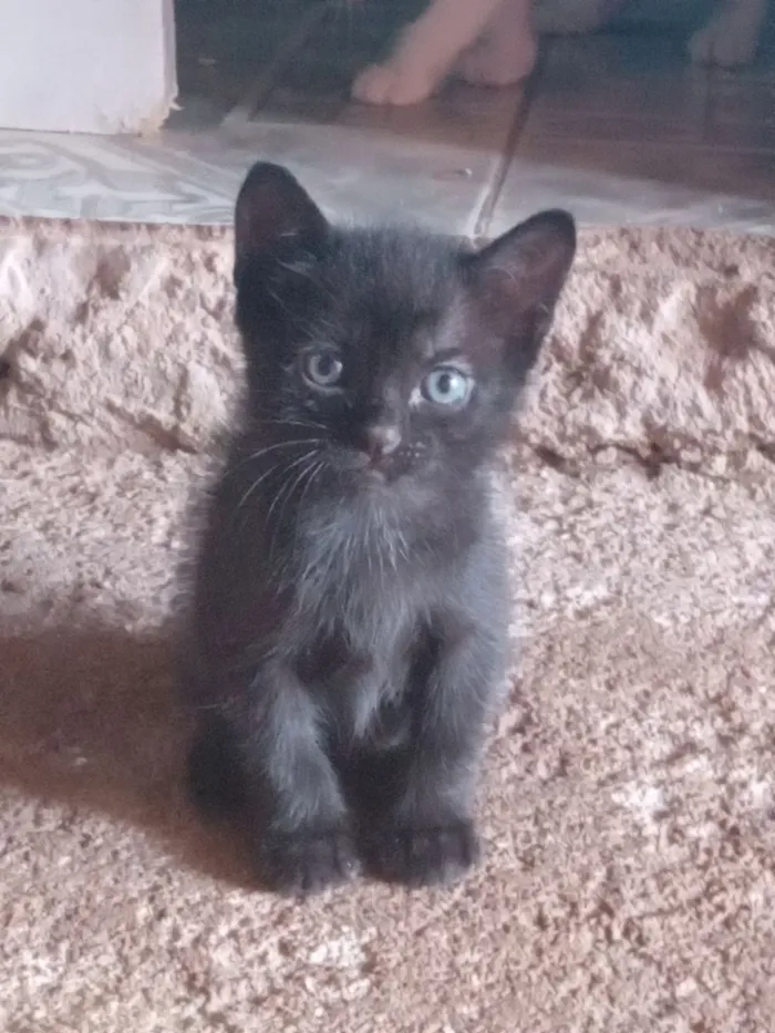 Gato raça SRD-ViraLata idade 2 a 6 meses nome Majin boo, Mady moseli e Pantera
