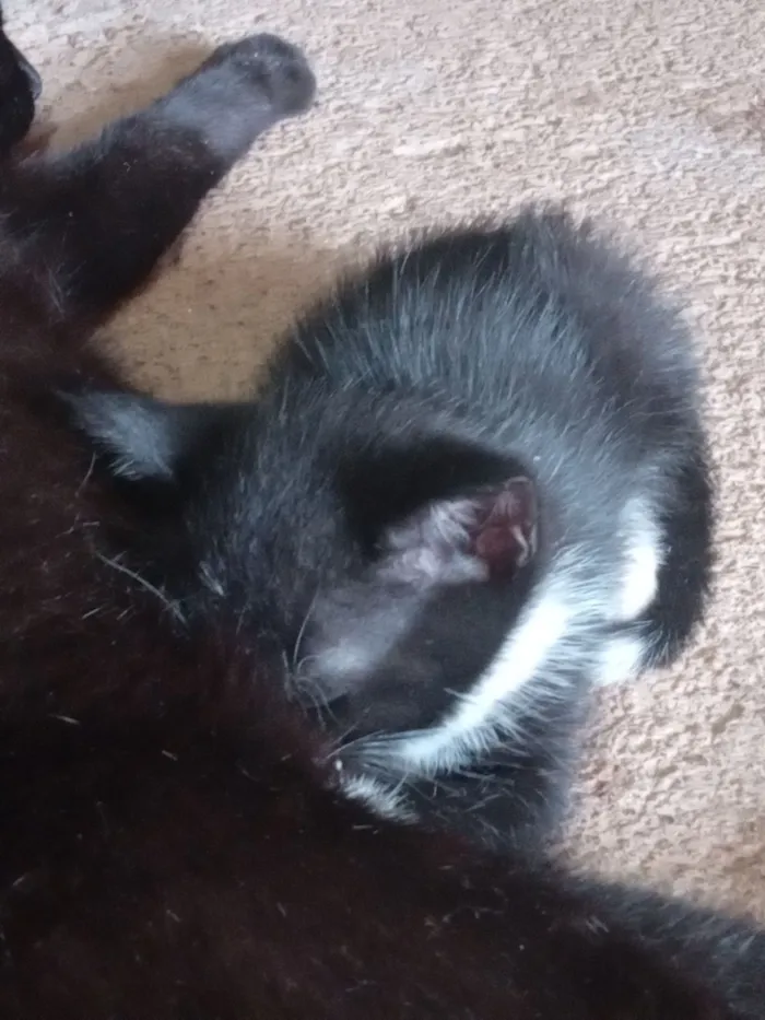 Gato raça SRD-ViraLata idade 2 a 6 meses nome Majin boo, Mady moseli e Pantera