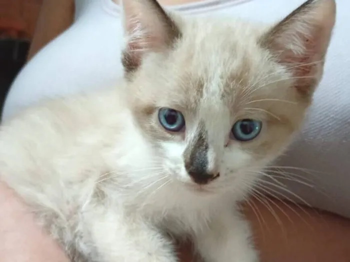 Gato raça SRD-ViraLata idade 2 a 6 meses nome Majin boo, Mady moseli e Pantera