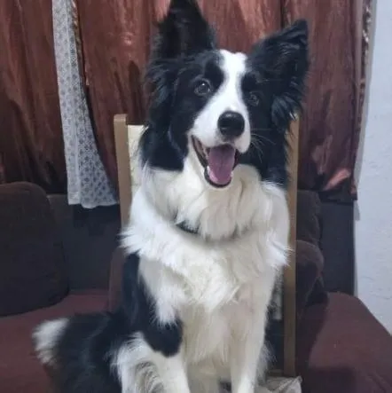 Cachorro raça SRD-ViraLata idade 2 anos nome Lewis