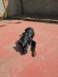 tibi
