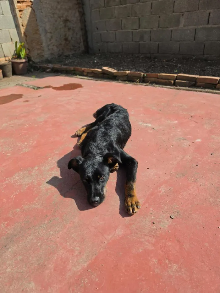 Cachorro raça SRD-ViraLata idade 7 a 11 meses nome tibi