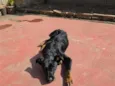 tibi