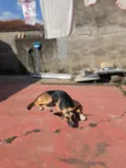 poti