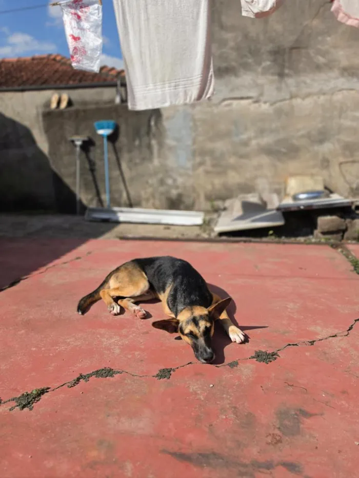 Cachorro raça SRD-ViraLata idade 1 ano nome poti