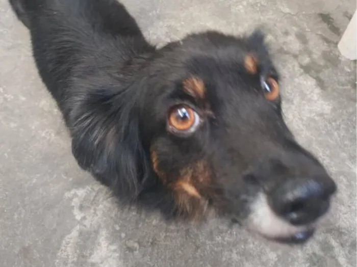 Cachorro raça SRD-ViraLata idade 2 a 6 meses nome Pito