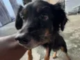 Pito
