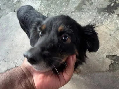 Cachorro raça SRD-ViraLata idade 2 a 6 meses nome Pito