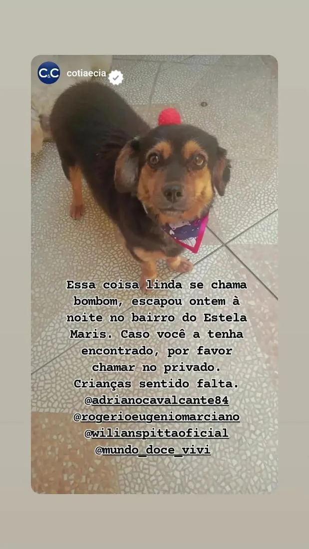 Cachorro raça SRD-ViraLata idade 3 anos nome Bombom