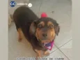 Bombom