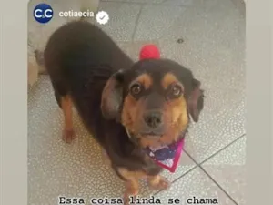 Cachorro raça SRD-ViraLata idade 3 anos nome Bombom
