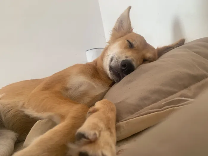 Cachorro raça SRD-ViraLata idade 7 a 11 meses nome Zara