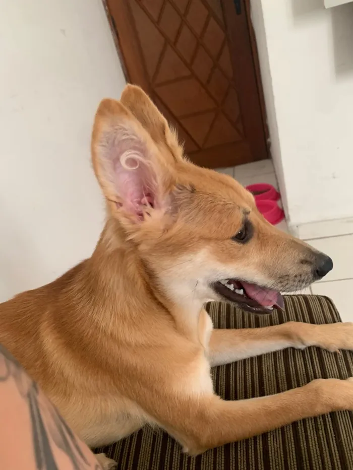 Cachorro raça SRD-ViraLata idade 7 a 11 meses nome Zara