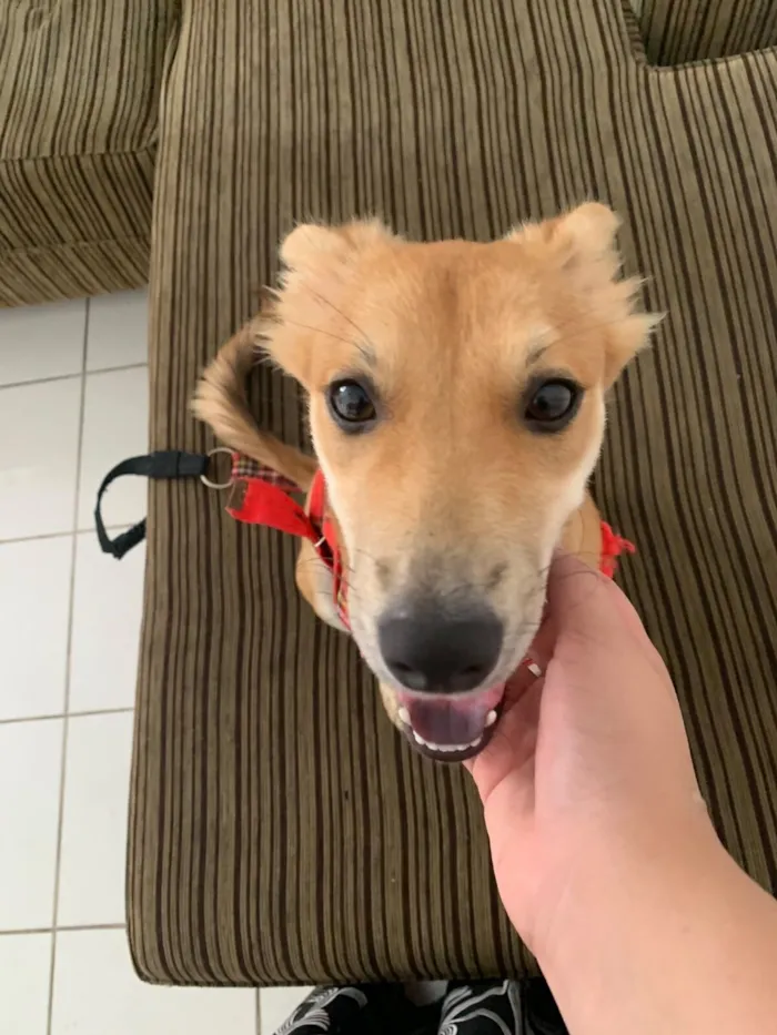 Cachorro raça SRD-ViraLata idade 7 a 11 meses nome Zara