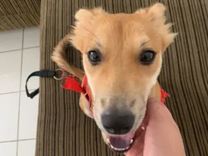 Cachorro raça SRD-ViraLata idade 7 a 11 meses nome Zara