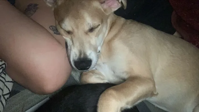 Cachorro raça Labrador idade 7 a 11 meses nome Maya