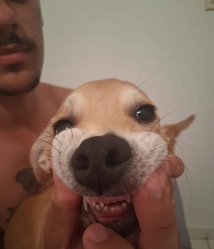 Cachorro raça Labrador idade 7 a 11 meses nome Maya