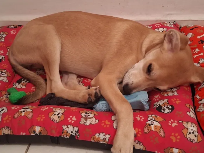 Cachorro raça Labrador idade 7 a 11 meses nome Maya