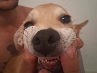 Cachorro raça Labrador idade 7 a 11 meses nome Maya