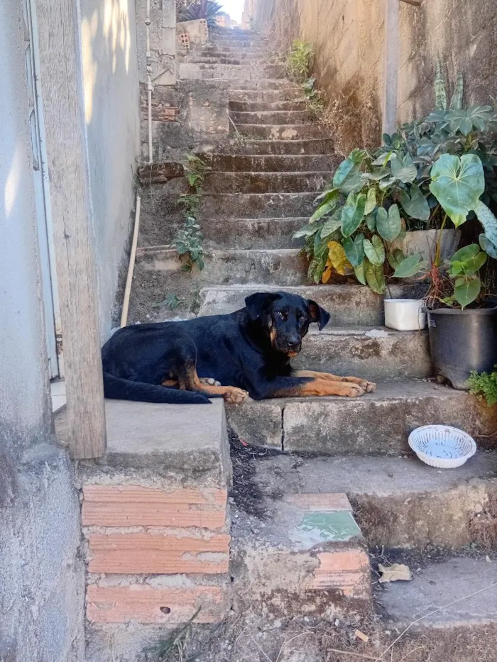Cachorro raça SRD-ViraLata idade 4 anos nome Cido