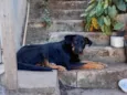 Cido