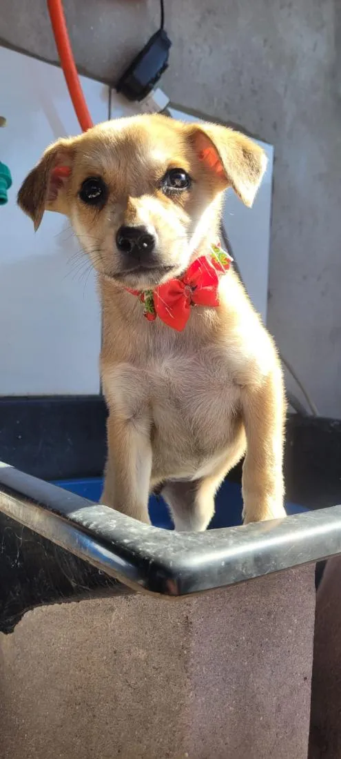 Cachorro raça SRD-ViraLata idade 2 a 6 meses nome Nina