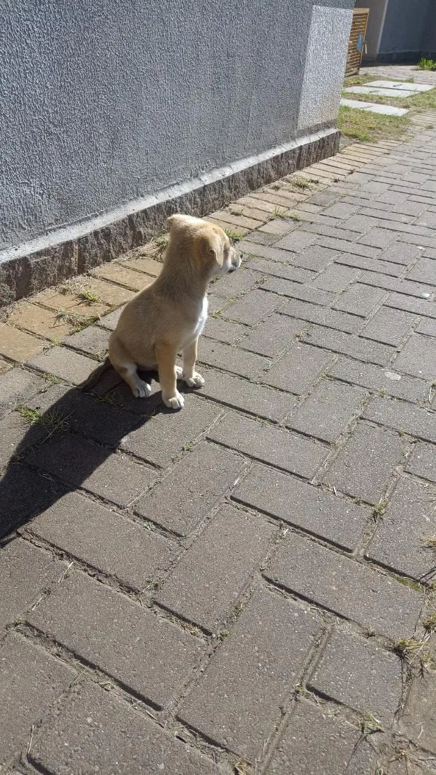 Cachorro raça SRD-ViraLata idade 2 a 6 meses nome Nina