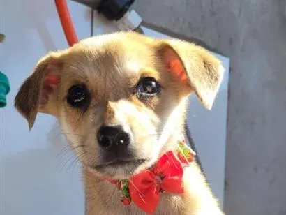 Cachorro raça SRD-ViraLata idade 2 a 6 meses nome Nina