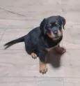 Nala