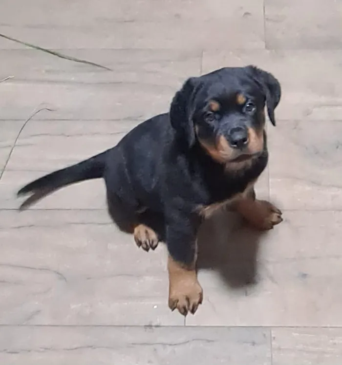 Cachorro raça Rottweiler idade 2 a 6 meses nome Nala
