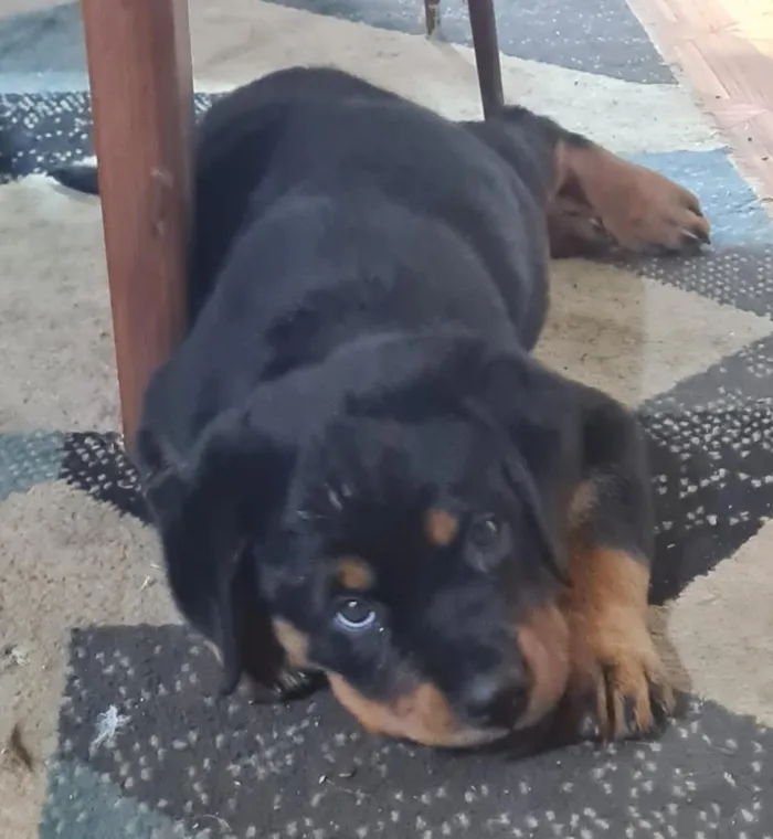 Cachorro raça Rottweiler idade 2 a 6 meses nome Nala