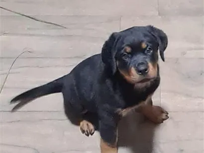 Cachorro raça Rottweiler idade 2 a 6 meses nome Nala