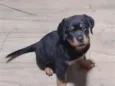 Nala