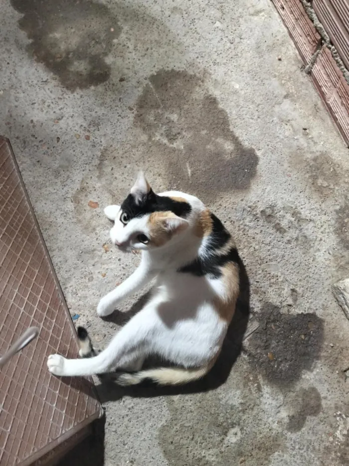 Gato raça SRD-ViraLata idade 1 ano nome Mika