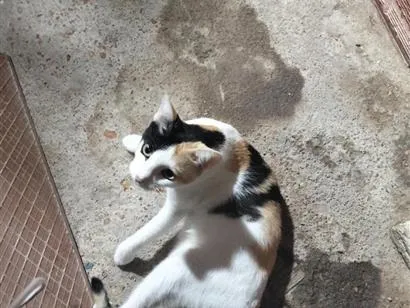 Gato raça SRD-ViraLata idade 1 ano nome Mika