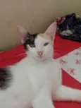 Mika