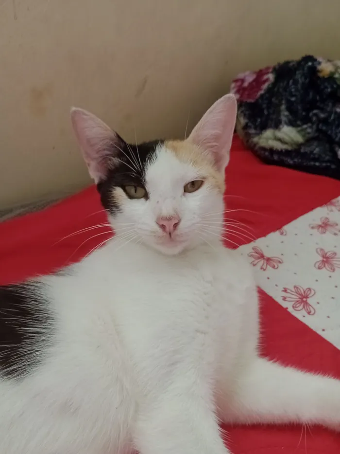 Gato raça SRD-ViraLata idade 1 ano nome Mika