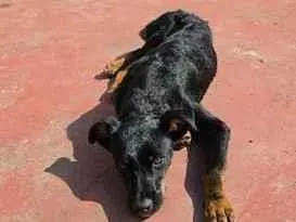 Cachorro raça SRD-ViraLata idade 7 a 11 meses nome tibi